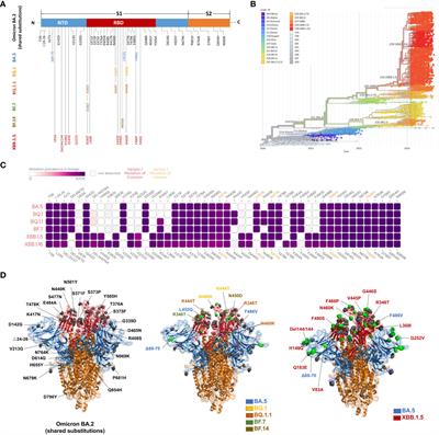 An updated review of epidemiological characteristics, immune escape, and therapeutic advances of SARS-CoV-2 Omicron XBB.1.5 and other mutants